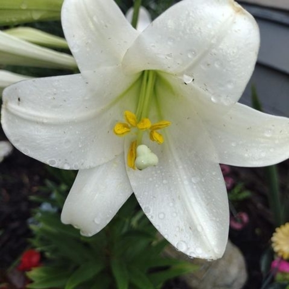 Meet your Posher, Ronda - Picture 1 of 1